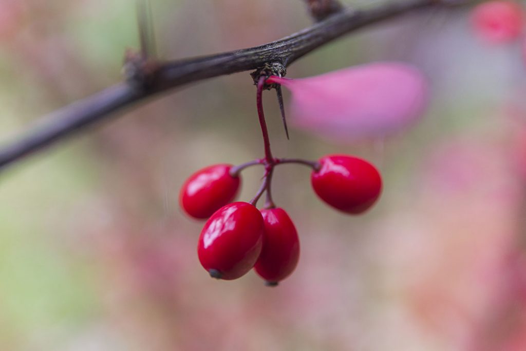 Autumn Photography. Berries Barberry