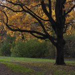 Autumn photo of an oak tree in a park