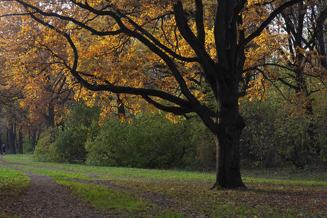 Autumn photo of an oak tree in a park