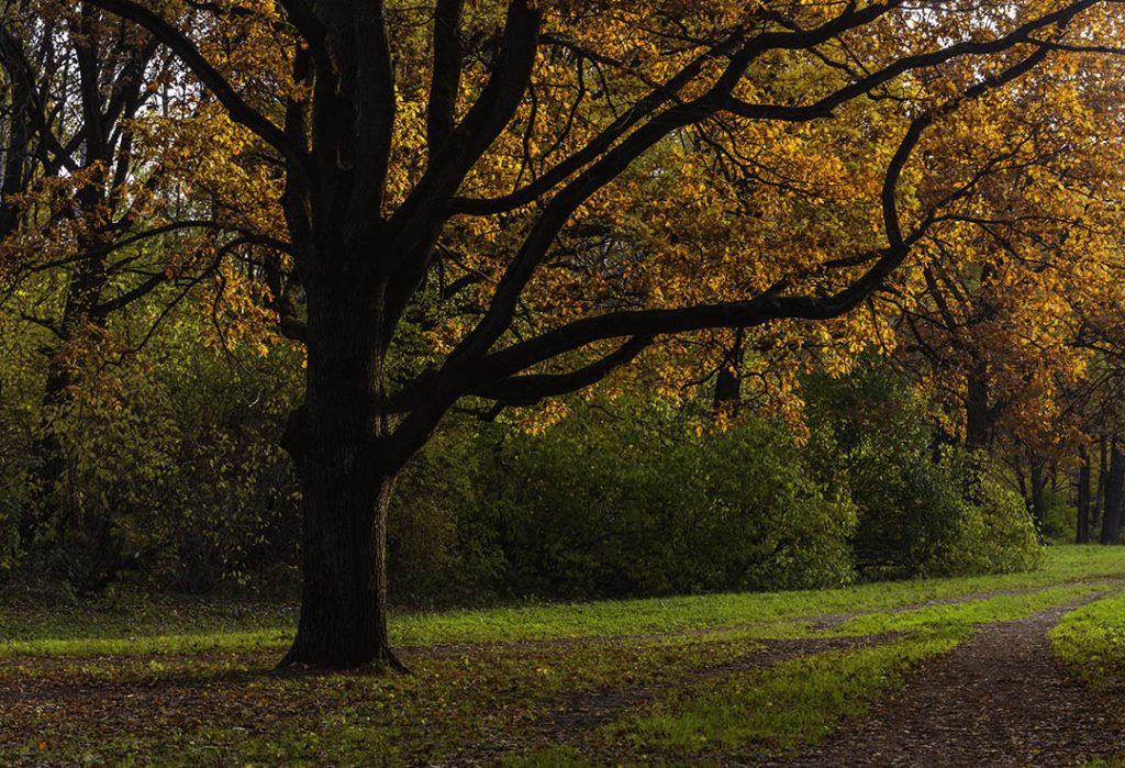 Autumn photo of an oak tree in a park_1