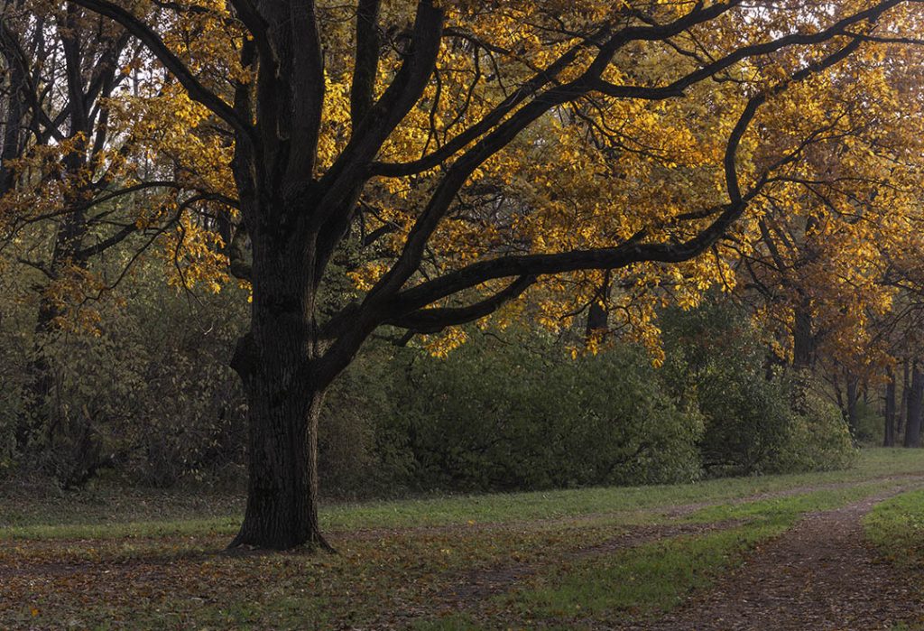 Autumn photo of an oak tree in a park_2
