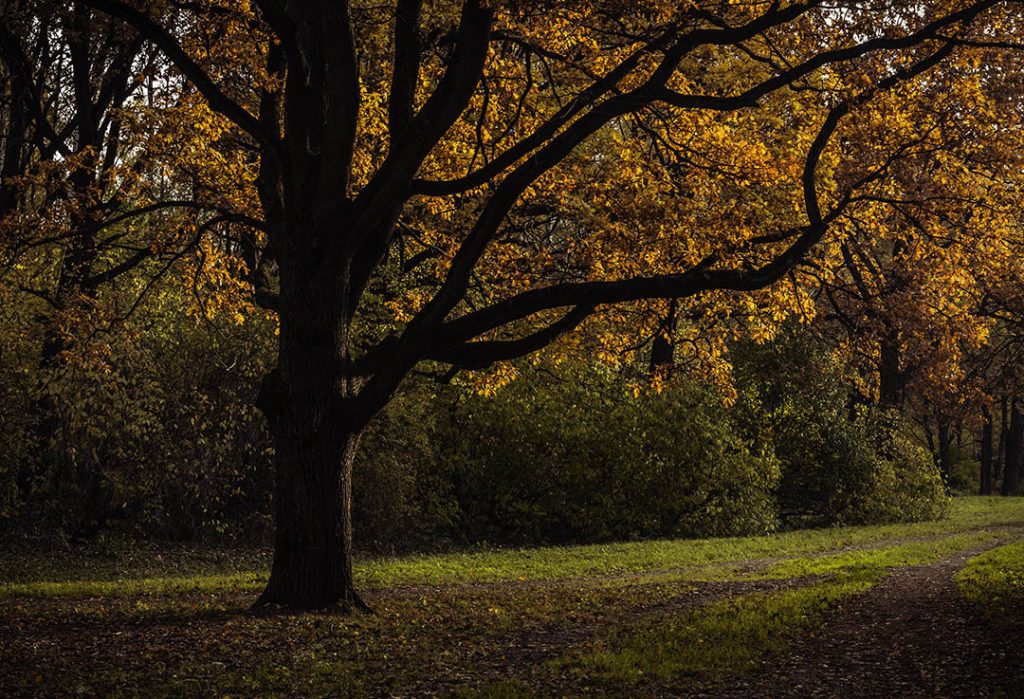 Autumn photo of an oak tree in a park_4