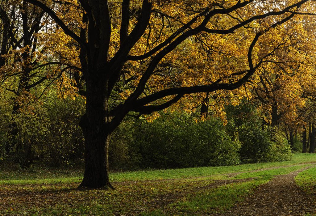 Autumn photo of an oak tree in a park_5