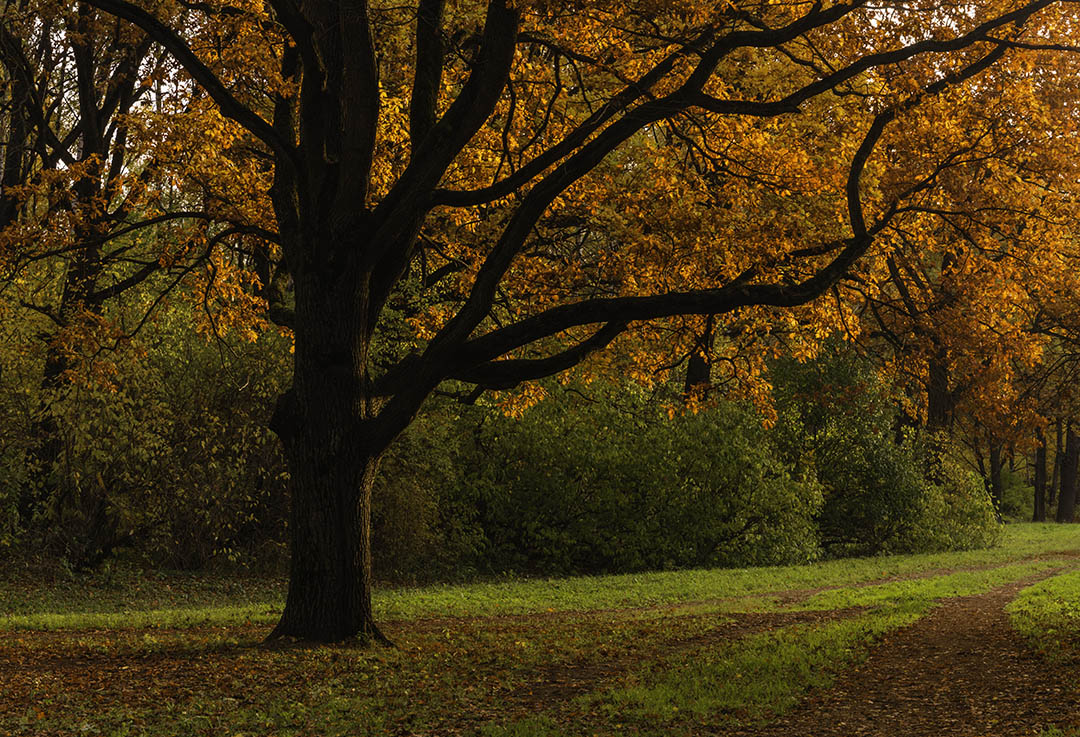 Autumn photo of an oak tree in a park_6